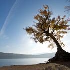 Baum im Gegenlicht