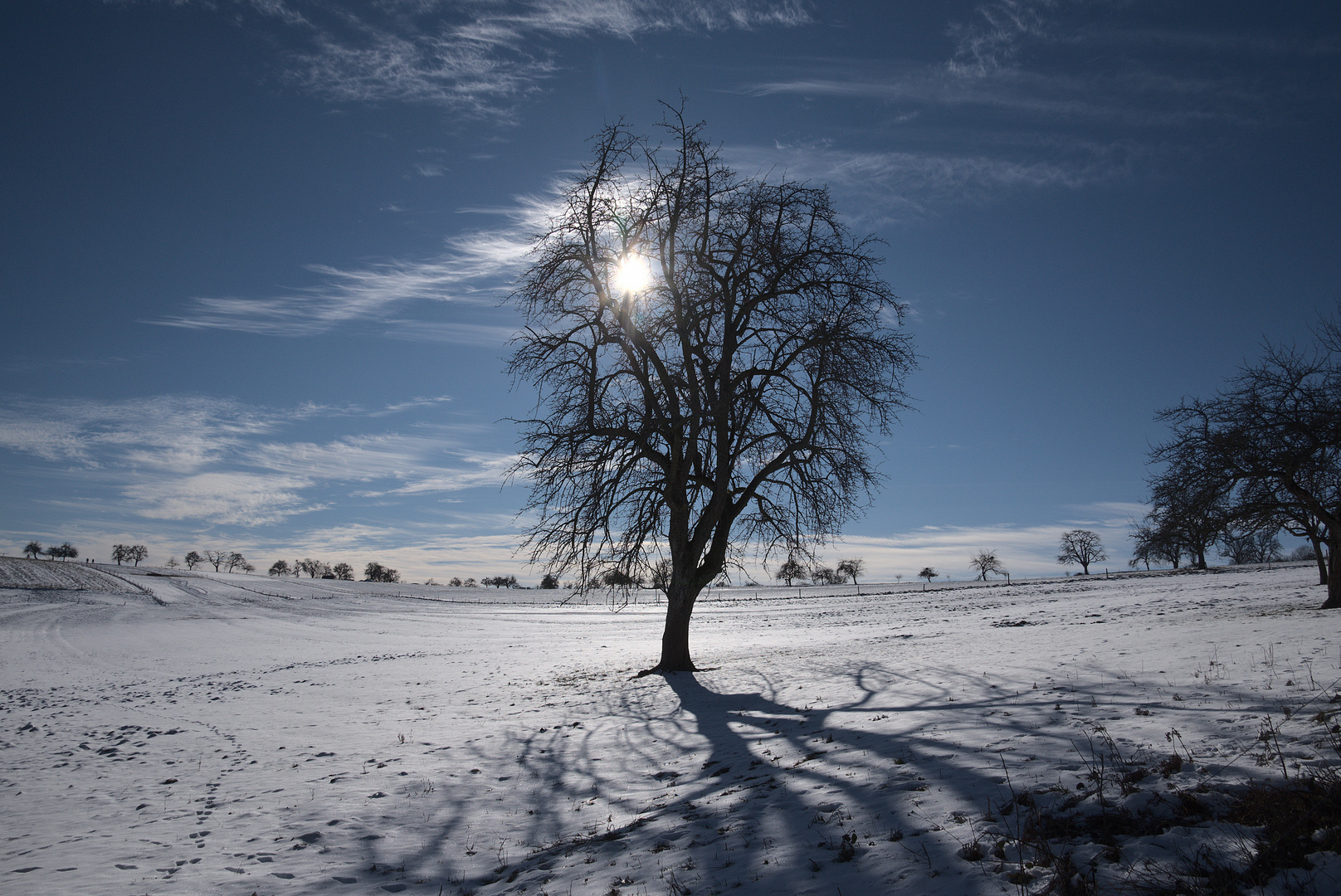 Baum im Gegenlicht