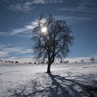 Baum im Gegenlicht