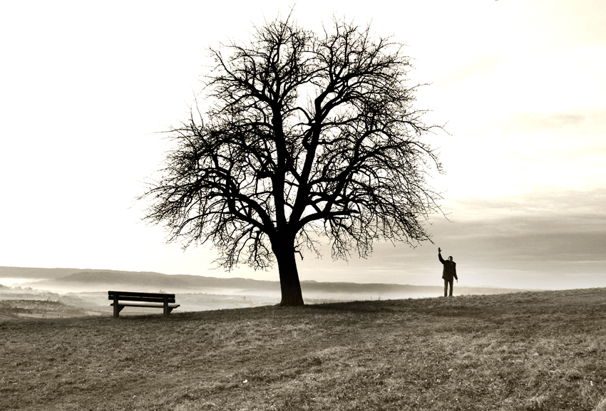 Baum im Gegenlicht