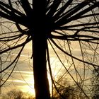 Baum im Gegenlicht