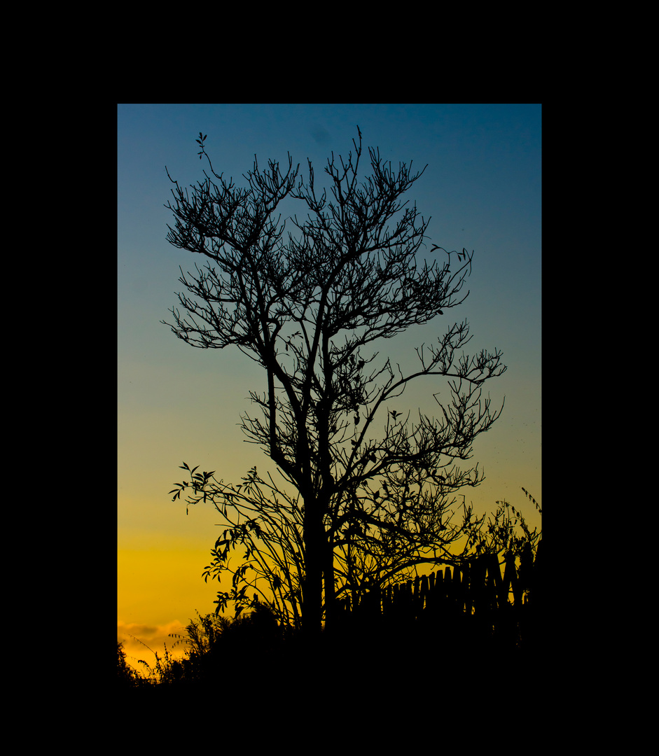 Baum im Gegenlicht