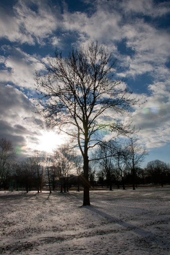 Baum im Gegenlicht