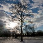 Baum im Gegenlicht