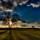 Baum im Gegenlicht