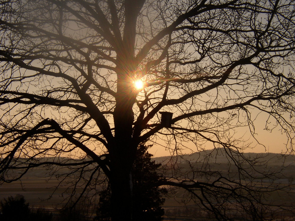 Baum im Gegenlicht...