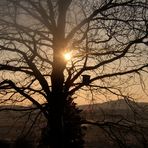 Baum im Gegenlicht...