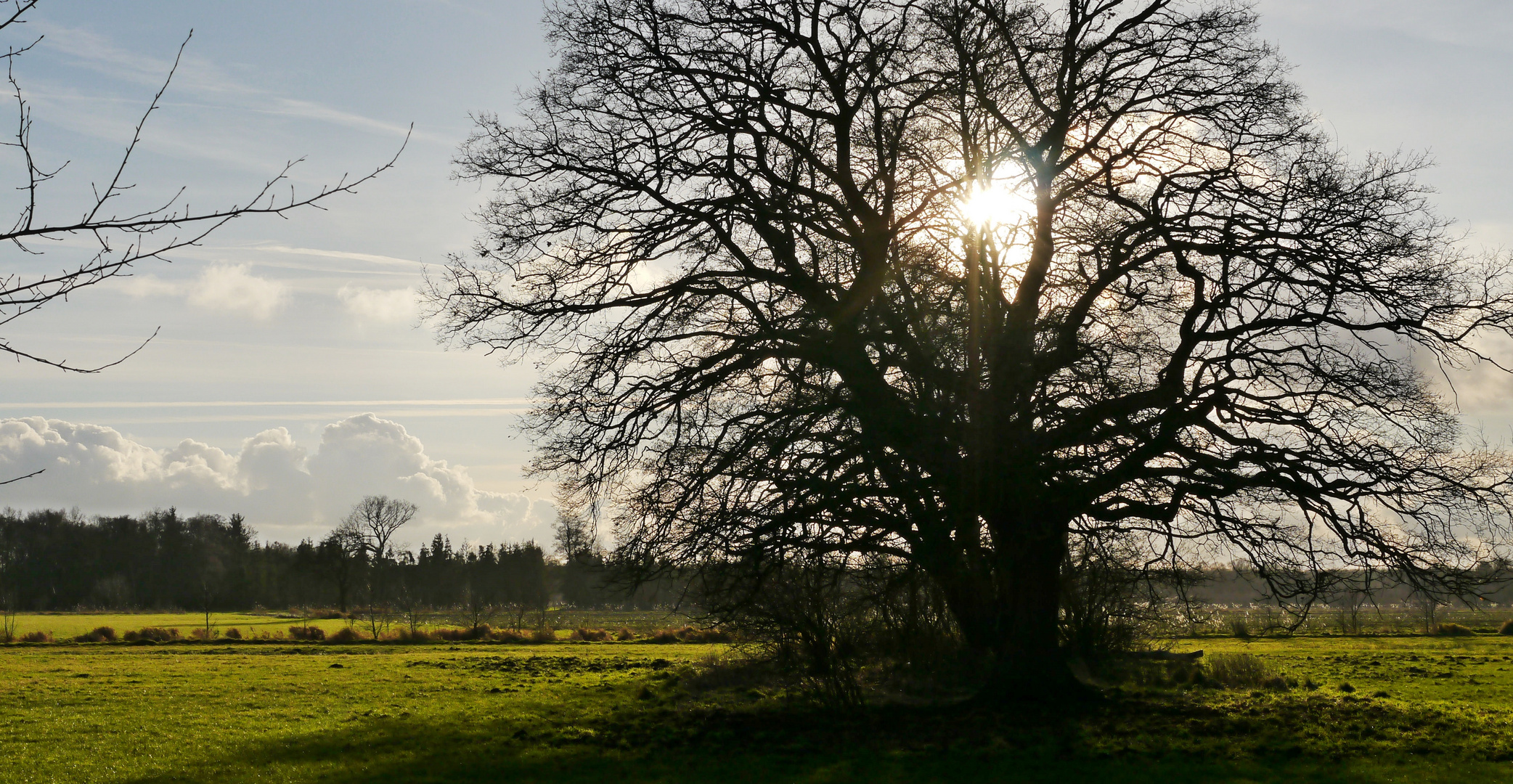 Baum im Gegenlicht