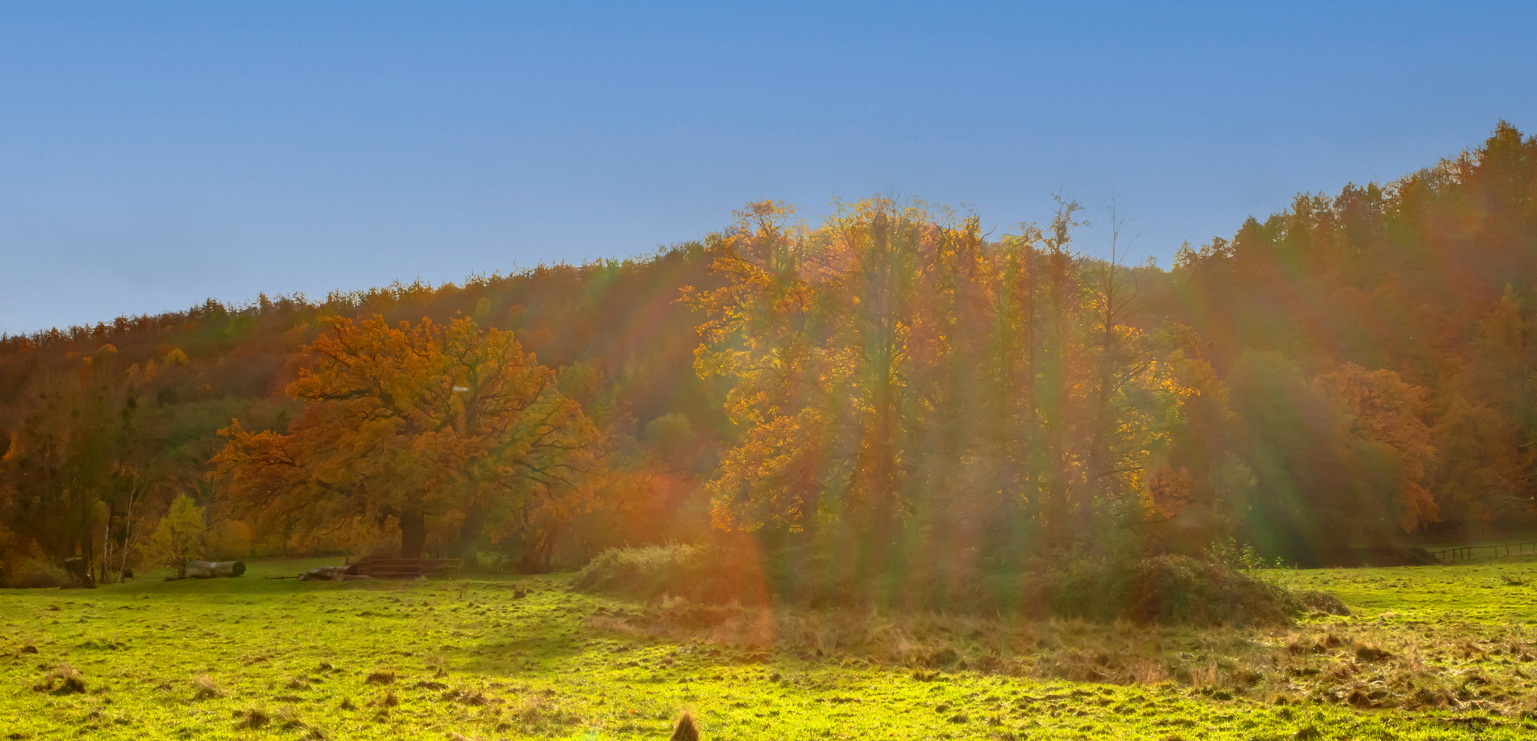 Baum im Gegenlicht