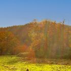 Baum im Gegenlicht