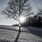 Baum im Gegenlicht