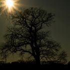 Baum im Gegenlicht