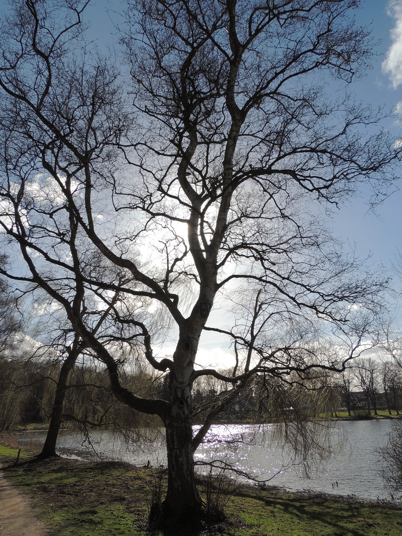 Baum im Gegenlicht