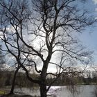 Baum im Gegenlicht