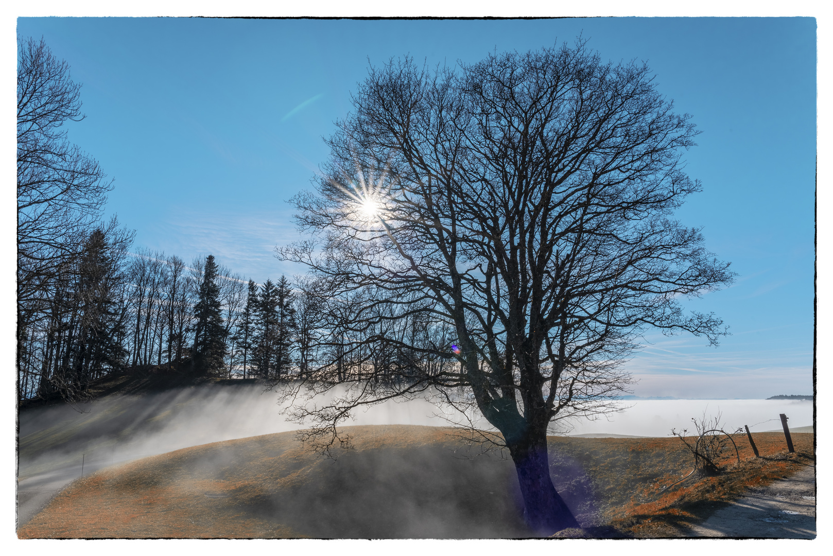 baum im gegenlicht