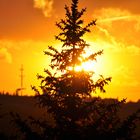 Baum im Gegenlicht