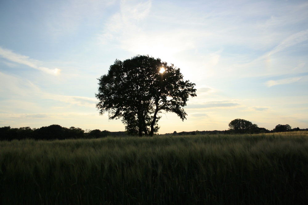 Baum im Gegenlicht