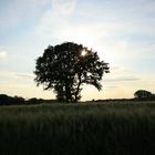 Baum im Gegenlicht