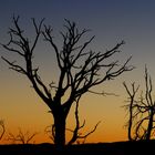 Baum im Gegenlicht