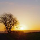 Baum im Gegenlicht