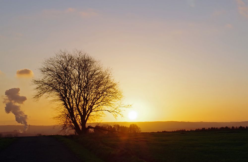 Baum im Gegenlicht