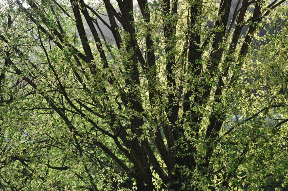 Baum im Gegenlicht