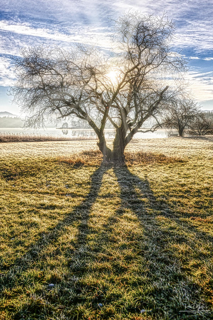 Baum im Gegenlicht