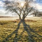 Baum im Gegenlicht