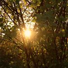 Baum im Gegenlicht