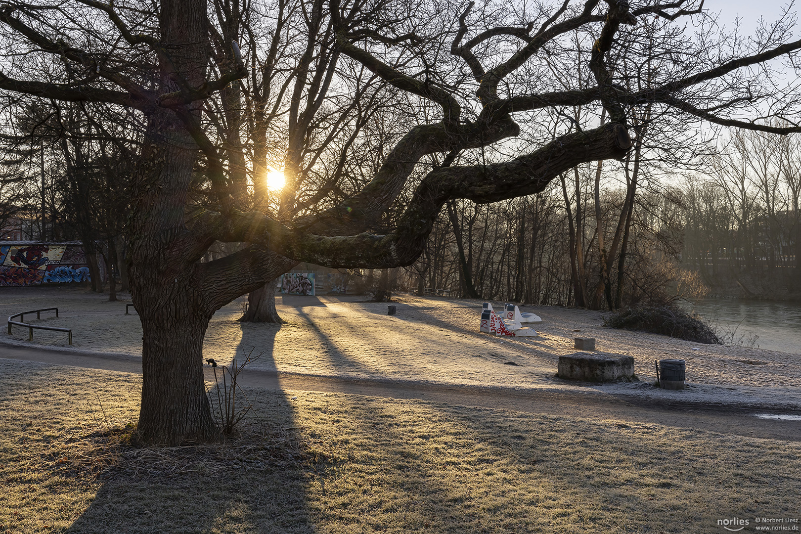 Baum im Gegenlicht