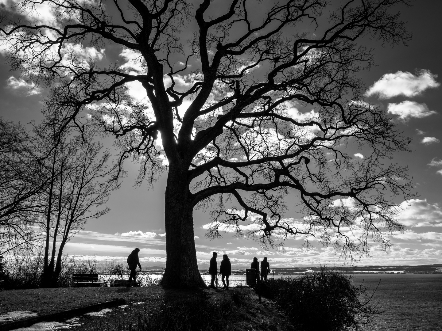 Baum im Gegenlicht des Winters