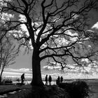 Baum im Gegenlicht des Winters