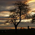 Baum im Gegenlicht die 2.