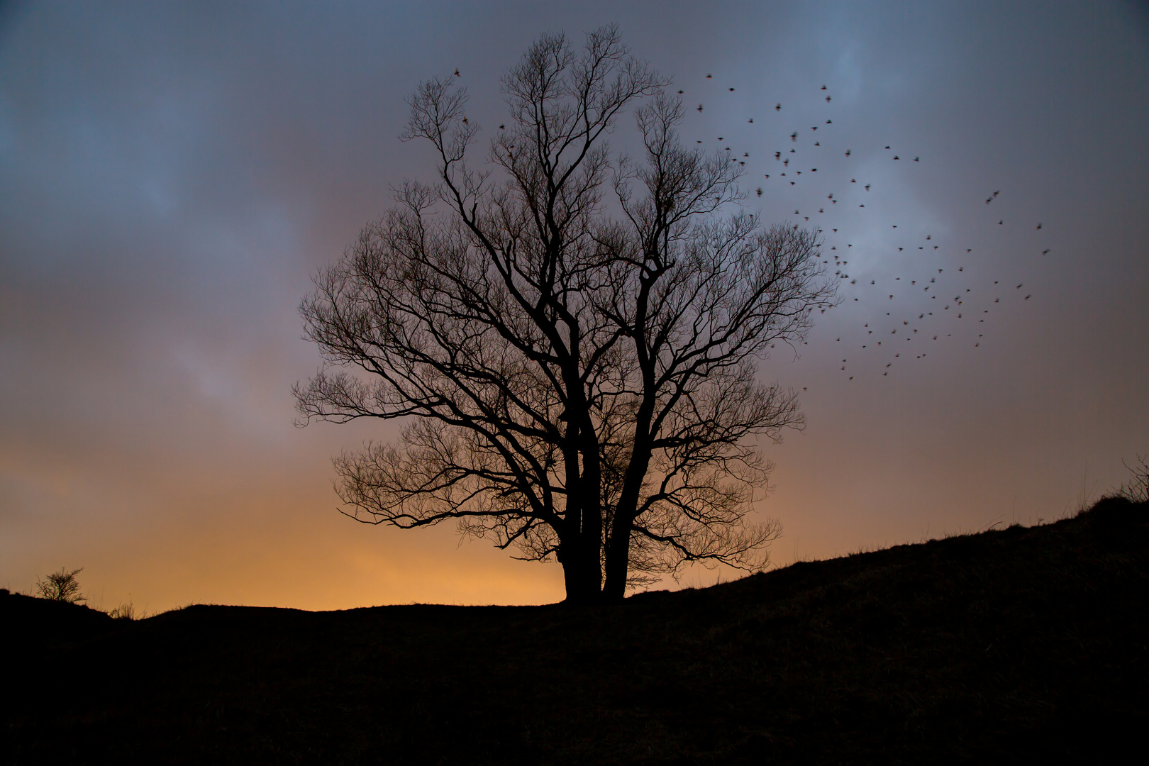 Baum im Gegenlicht