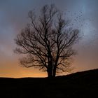 Baum im Gegenlicht