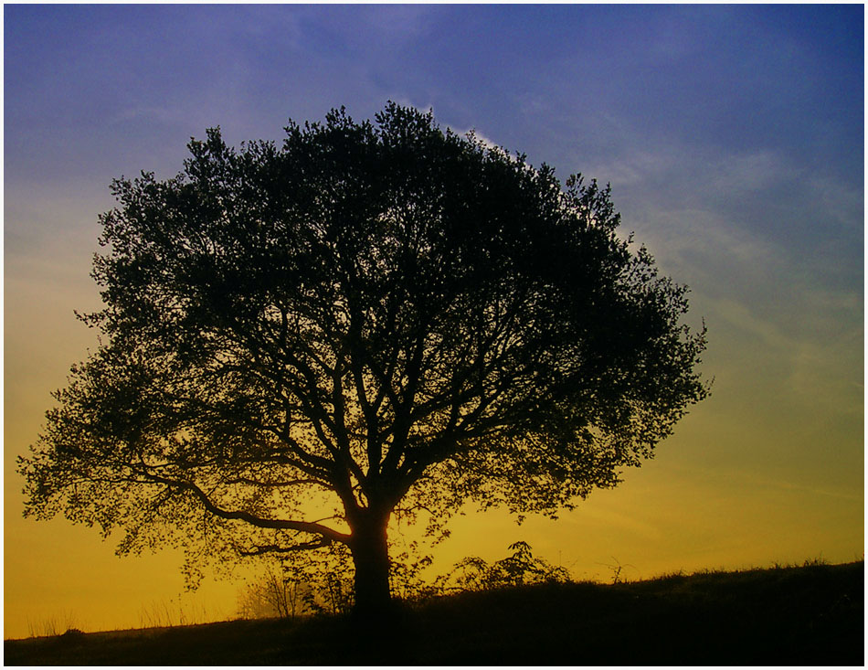 Baum im Gegenlicht