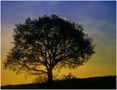 Baum im Gegenlicht von Bernd Kunze