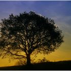 Baum im Gegenlicht