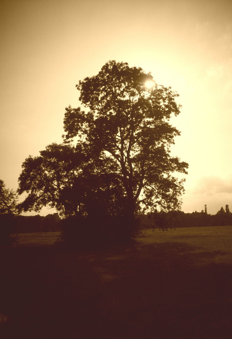 Baum im Gegenlicht