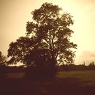 Baum im Gegenlicht