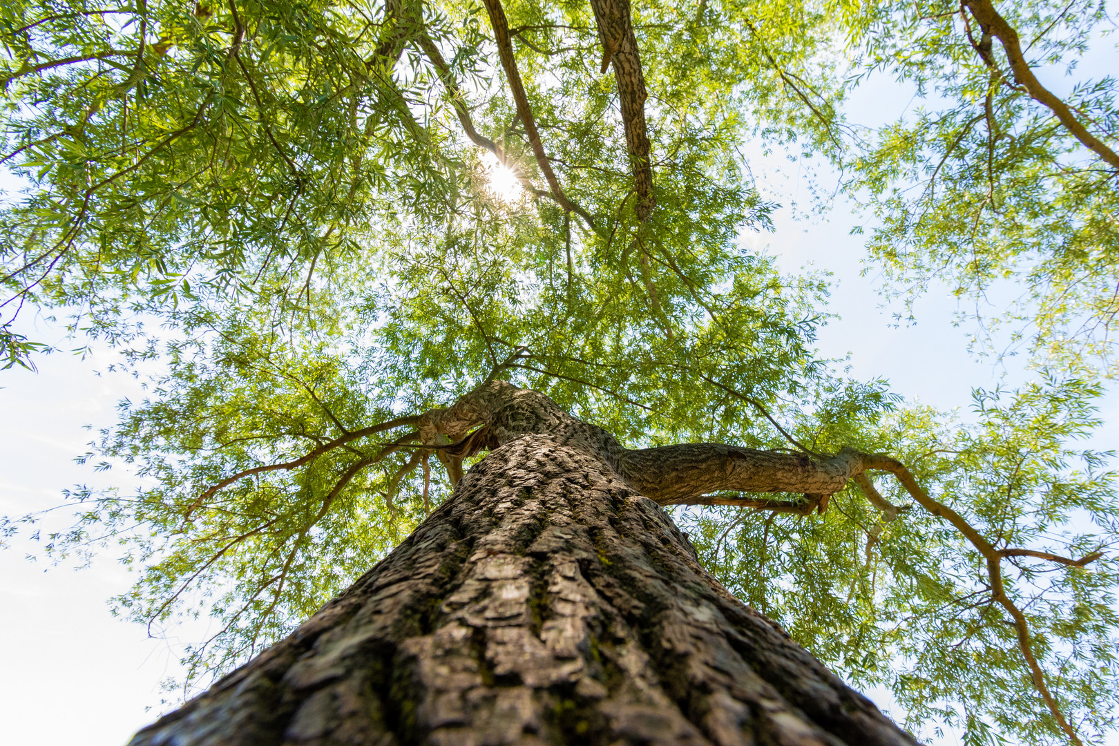 Baum im Gegenlicht