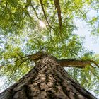 Baum im Gegenlicht