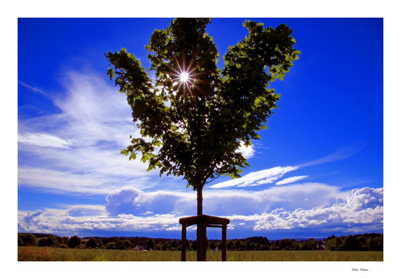 #Baum im Gegenlicht#