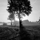 Baum im Gegenlicht