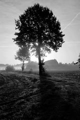 Baum im Gegenlicht