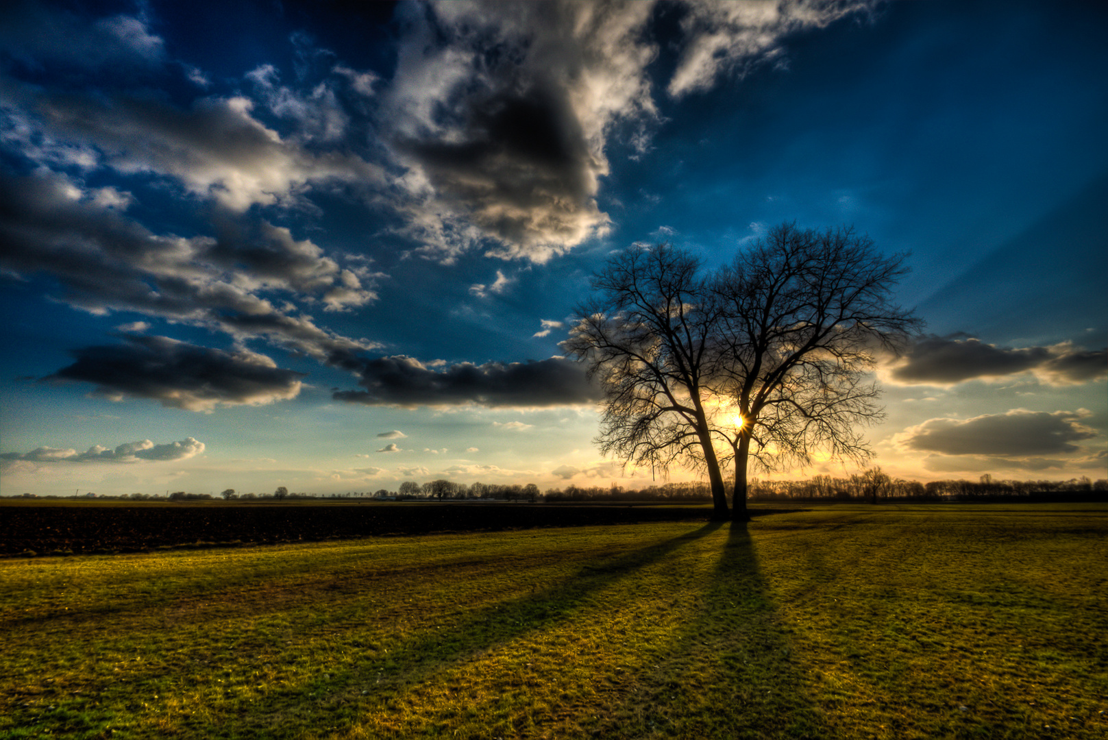 Baum im Gegenlicht II