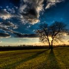 Baum im Gegenlicht II