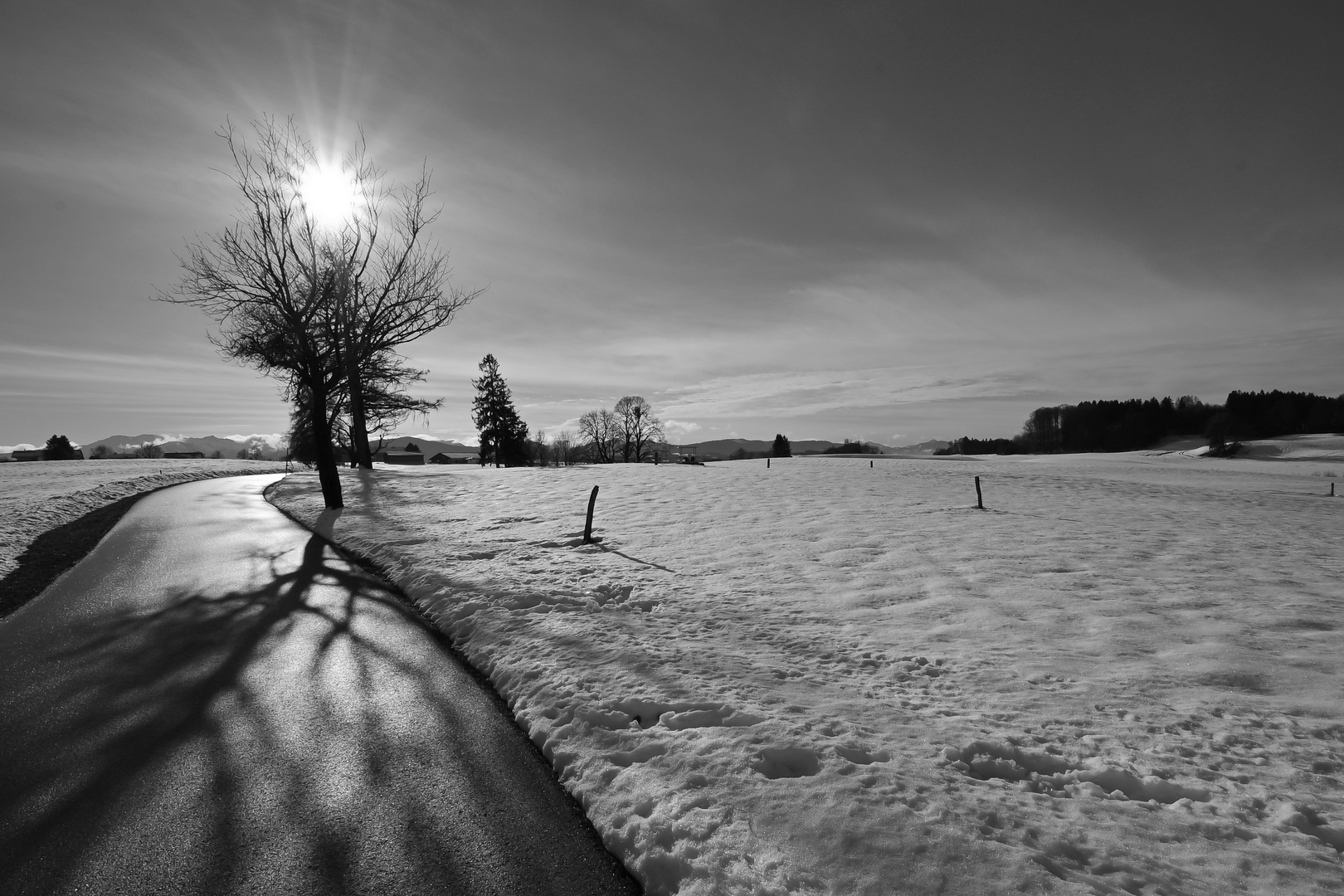 Baum im Gegenlicht mit Sonnenstern