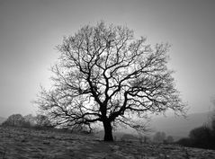 Baum im Gegenlicht // sw