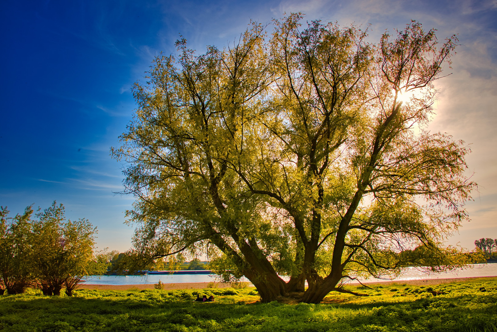 Baum im Gegenlicht_BE7I0484